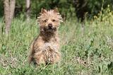 CAIRN TERRIER 163